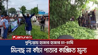 সড়কে কাঁচা চা-পাতা ফেলে চাষিদের প্রতিবাদ, দূষছেন কারখানা সিন্ডিকেটদের | Panchagarh Tea