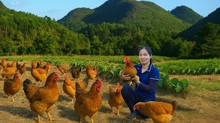 Catching Chickens and Quickly Selling Them at the Market