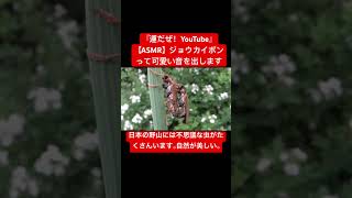 【ASMR】ジョウカイボンって可愛い音を出します #bug #asmr #虫の音 #ジョウカイボン #交尾の音 #mating #korea