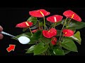 Pour 1 Spoon Into The Roots! Anthurium Blooms Thousands Of Beautiful Flowers!