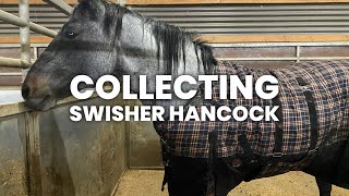 Ground collection semen with our senior stallion, Swisher Hancock