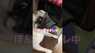 怒られて逆ギレするパグ犬#shorts