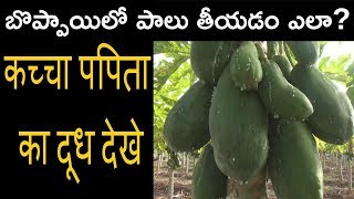 #papain#कच्चा पपिता का दूध देखे||#papaya#బొప్పాయి లో పాలు తీయటం ఎలా?Extracting Milk from papaya