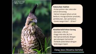 62 Gambar Regu Elang Jawa 62 Gambar Regu Elang Jawa