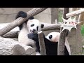 강바오 할부지랑 하는 숨바꼭질을 좋아하던 푸바오.. 그런데 l adorable baby panda fubao playing hide and seek with a keeper