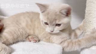 ブリティッシュショートヘアのでぶねこもっちゃんの1年の軌跡。０歳から1歳でこんなに変わりました。