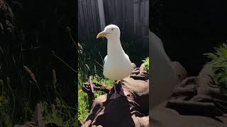 Impy the wild Seagull is a playful bird