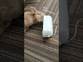 掃除手伝いうさぎ🐰 ペット ネザーランドドワーフ かわいい cute ほのぼの 動物 コロコロ もふもふ 小動物 癒やし 掃除 お手伝い animals トレーニング