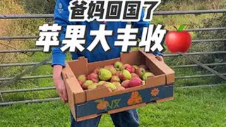 爸妈回国了，一年一度的苹果大丰收🍎 英国生活我的乡村生活摘苹果