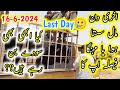 Asia Biggest Cow Mandi Northern Bypass Karachi Mandi Latest Rates Update 2024