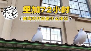 【里加72小时】在拉脱维亚被海鸥打劫是什么体验｜芭蕾舞《罗密欧与朱丽叶》｜中央集市｜水果自由｜打开新地图的日常