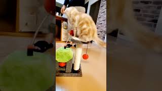 ミニキャットタワーにジャンプする【子猫】が可愛い過ぎた🎀😻🎀【過去動画】