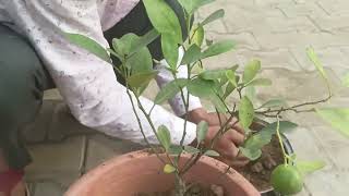 नारंगी के पौधे को कैसे लगाएं ? How to grow orange plant? #orange #नारंगी #viral #trending #nature