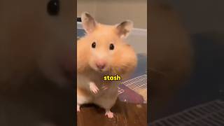 Hamsters like to hide food in their mouths.#foryou #animals #shorts