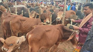 আজ ১৭ জানুয়ারি ২৫ | খামার উপযোগী মাঝারি সাইজের ষাঁড় কেমন দামে কিনছেন আমবাড়ী হাটে