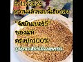 หว่านจัสมินเบอร์5 สำหรับนาปรังรอบ2ปีนี้ 8 11 2024 ทุ่งนาเฮีย6เมืองสุพรรณ นาปรัง นาหว่าน