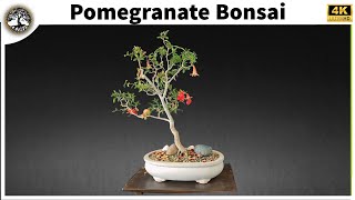 Pomegranate Bonsai