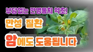 만성적인 염증을 제거 하고 항암효능까지~ 만병통치 진득찰! 기관지염 관절염 등 각종 염증을 제거하고 뼈와 근육을 튼튼하게 하는 효능