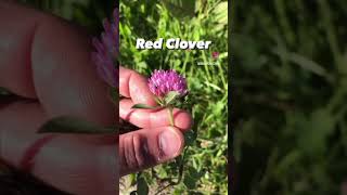 FRONTIER MEDICINE: Red clover! Great for colds and allergies!