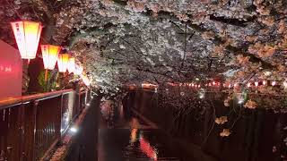 Cherry blossoms light up at night in Nakameguro, Tokyo