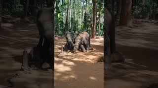 SMALL ELEPHANT PLAYING WITH BIG ELEPHANT