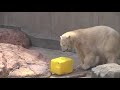 男鹿水族館gao ホッキョクグマ豪太のえさの時間