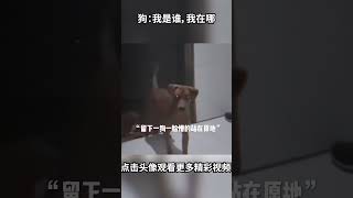 狗：我是谁，我在哪#狗是人类最忠诚的朋友 #意想不到的结局 #看一遍笑一遍 #小孩子的快乐总是那么简单