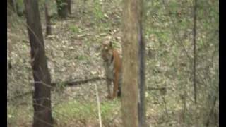 Tiger sighting ... Bhadra Wildlife Sanctuary