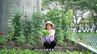 今天规划第二个菜园子，热带蔬菜长太快，又快要实现愉快的采摘了