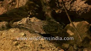 Ashy-crowned Sparrow-larks with their chicks