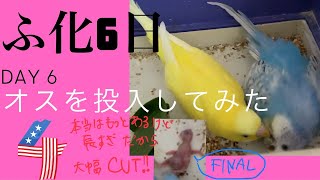 【オスは子育てするか？ ④】セキセイインコ ヒナ孵化6日目★Hatched! Day6 #shorts #セキセイインコ