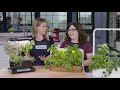 gear heads growing fresh herbs with indoor gardens