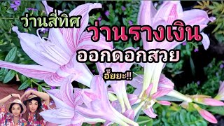 #ว่านสี่ทิศรางเงิน#ออกดอกสวยสีหวาน อั๊ยยะ!!EP.243#ไม้มงคล#พืชสมุนไพร