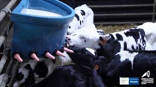 Distribution lait fermenté pour les veaux