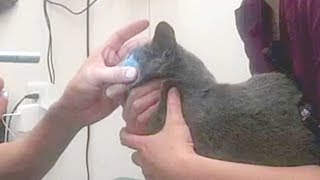 【白内障になった猫 その３】１か月で症状が少し進行  Cataract treatments for my pet cat - Part 3