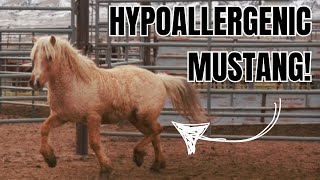 These Mustang horses are expensive!  ~ They went for thousands at auction!