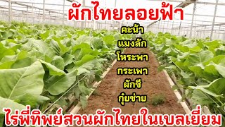 เกษตรยุคใหม่ ผักไทยในต่างแดนรายได้ดีมาก ไร่พี่ทิพย์สวนผักไทยในเบลเยี่ยม ปลูกผักลอยฟ้า