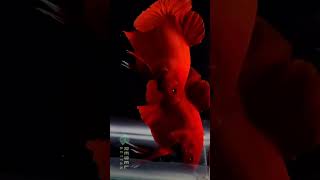 Super red Betta fish 🐋🐬💫#bettafish