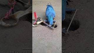Pigeon trap | bird trap - part 1 #shorts #youtubeshorts #ytshorts