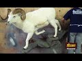 time lapse dall sheep