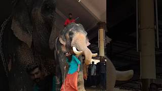 വേണാട് ആദികേശവൻ ❤️🙏❤️ #elephant_video #ആനച്ചന്തം