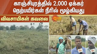 காஞ்சிபுரத்தில் அறுவடைக்கு தயாராக இருந்த 2,000 ஏக்கர் நெற்பயிர்கள் நீரில் மூழ்கியது -விவசாயிகள் கவலை