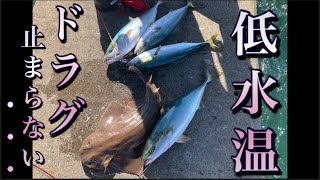 【浜名湖～遠州灘】ドラグが止まらない… 大型 青物 回遊魚 連発 爆釣 ベイト イワシ ワラサ