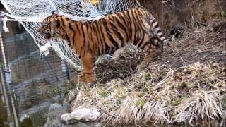 2017/03 水辺で遊ぶ仔トラたち　ママも飼育員さんも見守ってます Sumatran Tigers