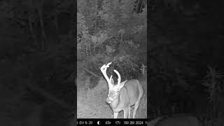 Shooting all of them!#hunting #outdoors #outdoorlifestyle #whitetailbucks #whitetails #hunting #nuke