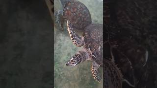 Sea turtles - මුහුදු කැස්බෑවන් #seaturtles #turtle #animals #turtles #seaanimals