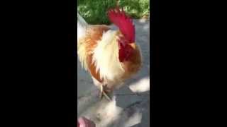 Pet Rooster Running To See Me When I Got Home