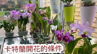 卡特蘭種植32）卡特蘭能否順利開花 關鍵在於它的假鱗莖）28-1-2022)￼