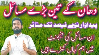 How do you control pest and disease of rice? paddy diseases and pesticide