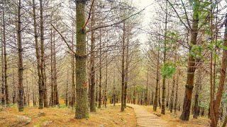 《庄腳人ㄟ灶咖》\u0026【南橫-中之關至天池】長青祠 / 梅山 / GOPro / GOPro8